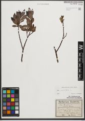 Foto von Salix phylicifolia L.